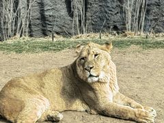 -北京野生动物园