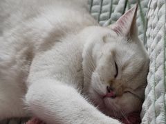 -猫大福·Fortune Cat猫舍(百子湾店)