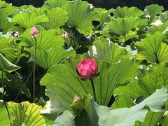 -西湖外事游船(湖滨二公园外事游船码头)