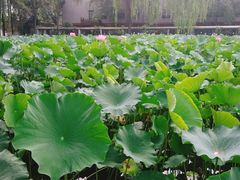 -四川大学(望江校区)