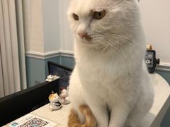 -纳吉亚猫专科动物医院·北北分院