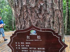 -汤旺河林海奇石景区