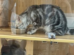 -共舞时光猫咖·狗咖(新街口店)