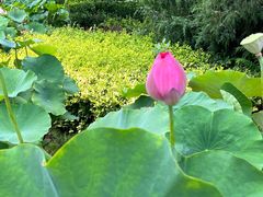 -莲花池公园