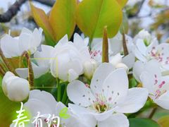 -树山生态村
