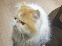 -有猫主题·治愈系猫咖(曾厝垵店)