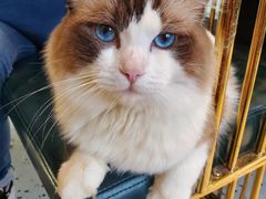 -喵喵咪呀布偶猫咖(春熙路店)