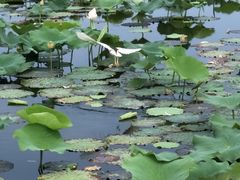 -荷塘月色湿地公园·向阳花洲