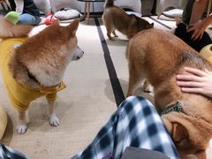 -逗柴咖啡屋·狗咖猫咖宠物桌游