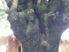 -瑞丽独树成林风景区