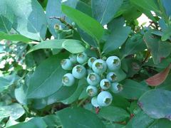 iphone_upload_pic-王家小院