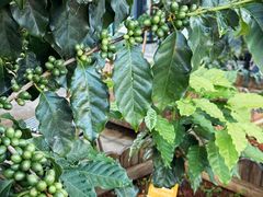 -Torch Coffee 炬点咖啡