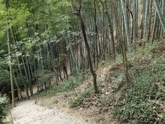 -上海佘山国家森林公园天马山园