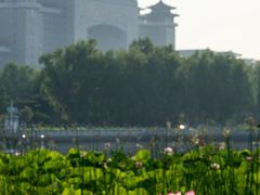-莲花池公园