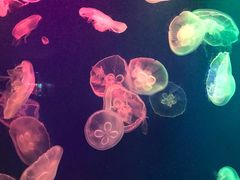 -成都浩海立方海洋公园