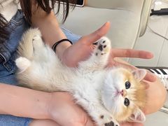 -lincat·猫舍(广州店)