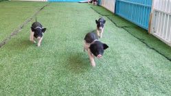 -萌宠亲子动物乐园(槐房万达店)