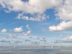 -红树林天天赶海