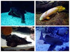 -悉尼海洋生物水族馆