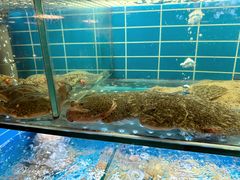 -鑫正兴东北烧烤(滨湖店)