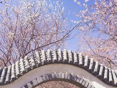 -桃花堤公园