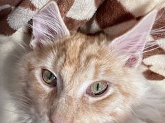 -十年猫舍·猫咪专门店(普陀店)