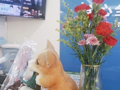 -全心全意连锁动物医院·微创中心·内科急重症·心脏专科(丰管路店)