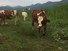 -十三陵水库