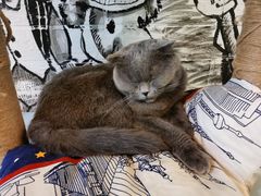 -猫小院猫主题餐厅(三里屯店)