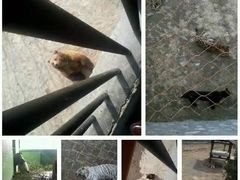 -石家庄市动物园