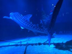 -烟台海昌鲸鲨海洋公园