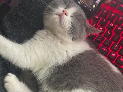 -喵zoo家庭繁育猫舍(尖东智能花园店)