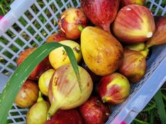 -宾湖农庄·农场特色(太湖龙之梦店)