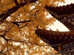 -遵化市禅林寺古银杏风景园