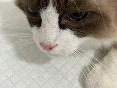 -灵美宠物诊所