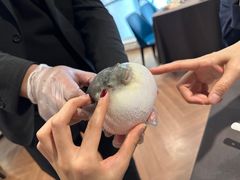 -肆月河豚·新淮扬(金融街店)