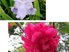 -重庆彩云湖湿地公园