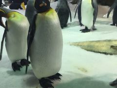 -凯莉-塔尔敦海洋生物水族馆