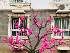 -首都师范大学科德学院