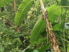 -西双版纳融创皇冠假日度假酒店