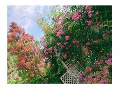 -梅林春晓花园餐厅