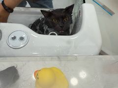 -老吴的猫·猫舍(新区店)