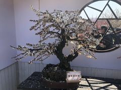 -香雪海