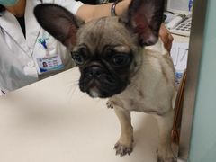 -瑞派·关忠动物医院·异宠专科·犬猫肿瘤·皮肤专科(望京店)