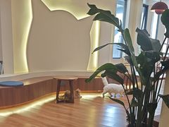 -有猫主题·治愈系猫咖(曾厝垵店)