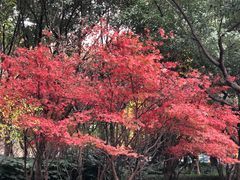 -徐家汇源景区-衡山公园