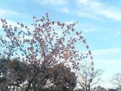 -顾村公园