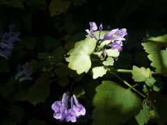 -墨尔本皇家植物园