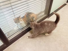 -凯特喵百思猫专科医院