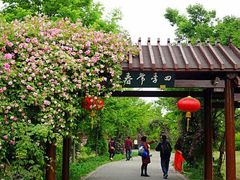 -鹅湖玫瑰文化园